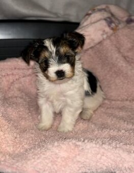 Jorkšírský biewer teriér s PP