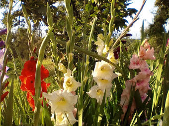 mečíky, cibule mečíků