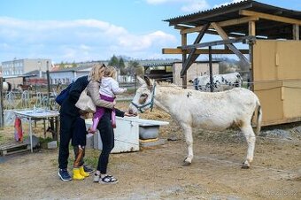 Osel sicilský, uchovnění jako osel domácí, hřebec