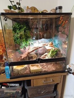 Terarijní komplet +agama