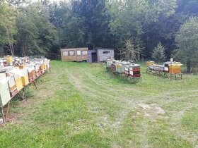 Včely + stanoviště Karlovarsko