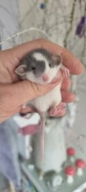 Potkan dumbo mazlíčci - 1