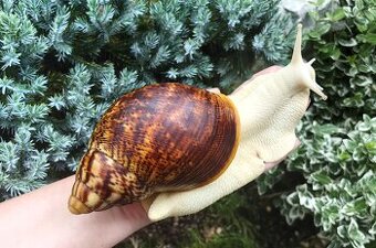 Africký šnek / megapets.eu / Archachatina marginata ovum