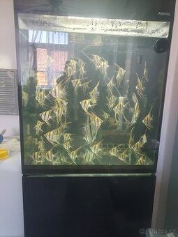 Altum orinoco
