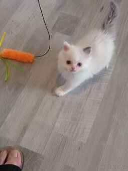 Ragdoll koťátko