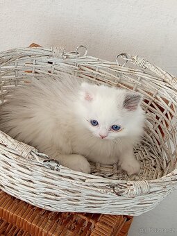 Ragdoll koťátko