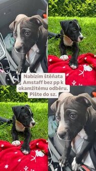 Amstaff