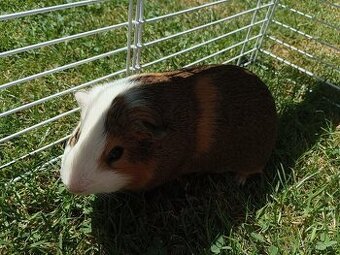 Morče BeBe