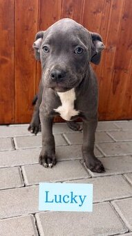 Štěňátka American bully xl s pp