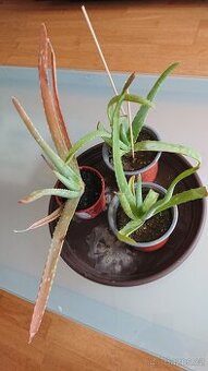 Aloe Vera- zakořeněné sazenice