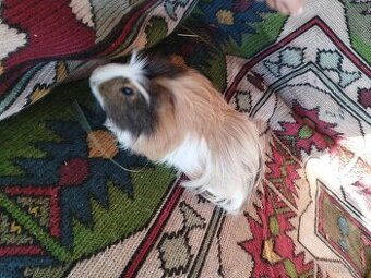 Morče samička, 2 samci