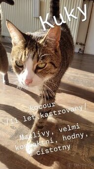 DARUJI/HLEDÁM NOVÝ LÁSKYPLNÝ DOMOV KOCOUROVI