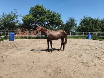 Prodám mladého hřebečka 1.5roku