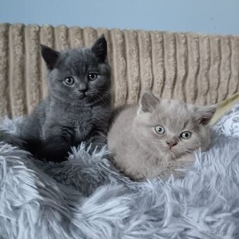 Britská koťata