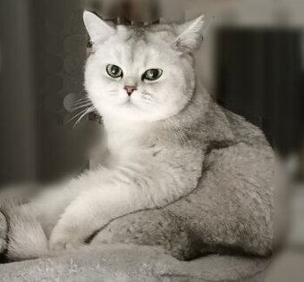 Britský stříbřitý ke krytí