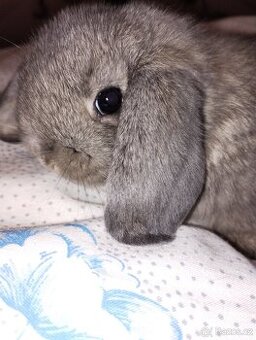 Prodám samečka minilopa