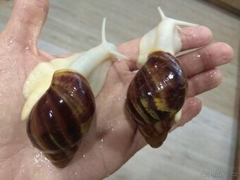 Africký šnek, mláďata