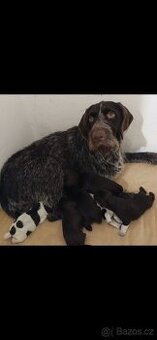 Prodám krásná štěňata ČF s PP