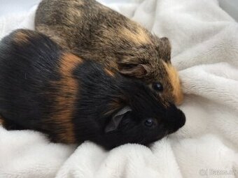 Dvě morčátka - bráškové