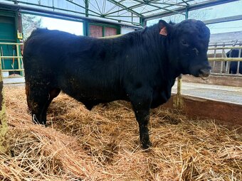 Plemenný býk Aberdeen angus