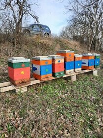Prodám včely,včelstva 2-3letá - 1