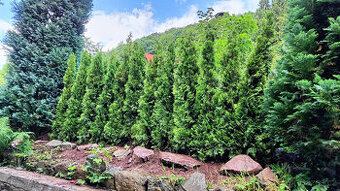 🌿 Túje Smaragd – Krásný a Hustý Živý Plot pro Vaši Zahradu