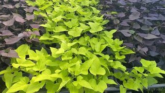 Ipomoea Batatas Povíjnice batátová