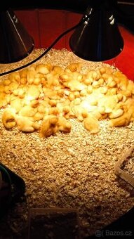 Kachňata kachny pekingské