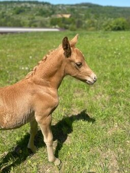 Hřebeček pony B
