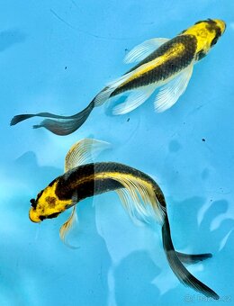 Koi kapr-japonský koi kapr kabuto long fish