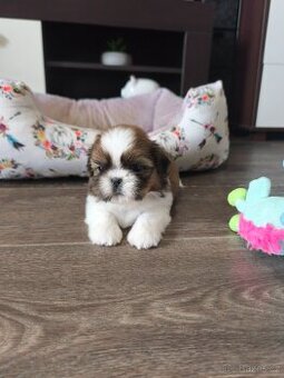 Štěňátka Shih-tzu s PP(shi-tzu, shihtzu)