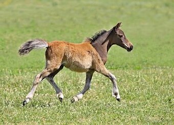 Letošní klisnička minihorse - LETTY SIA
