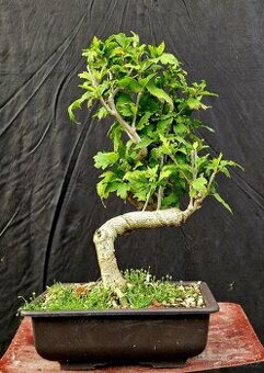 Bonsai, Bonsaj -Ibisek syrsky 2