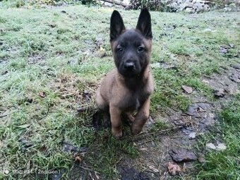 Belgický ovčák-malinois