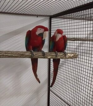 PÁR ARA ZELENOKŘÍDLÝ