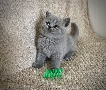 Britská kočička s PP