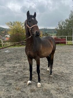 2 mladí WPB hřebci do sportu