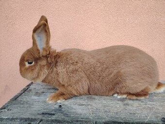 Novozelandsky červený/samec