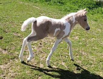 letošní kobylka pony