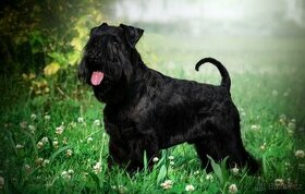 Malý černý knírač s PP- krytí