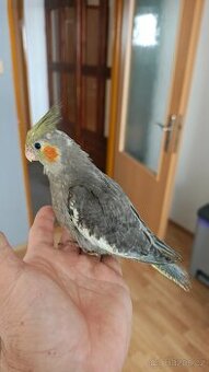 Ručně dokrmené Korely chocholaté.