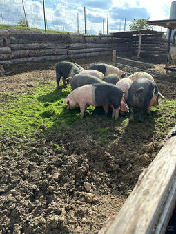 Prodám prase/ prasata