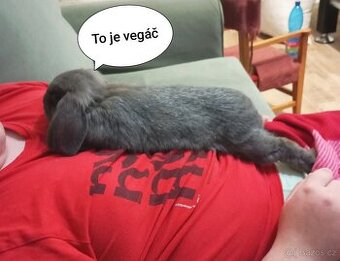 Zakrslý beránek králíček