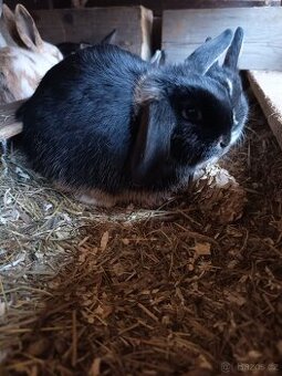 Zakrslý beránek - samička - 2 měsíce