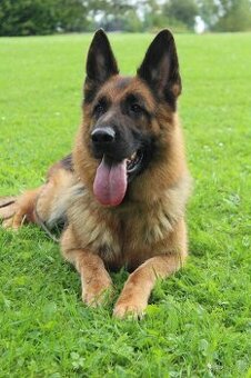 Německý ovčák - fena s PP