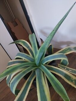 Agave pašované stáří 16 let