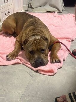 schanim fenu ke kryti