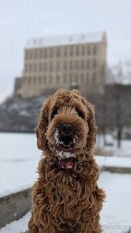 Nabízím ke krytí psa Bonnyho – Cockapoo