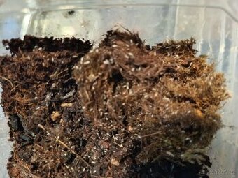 Prodej chvostoskoků k rostlinkám