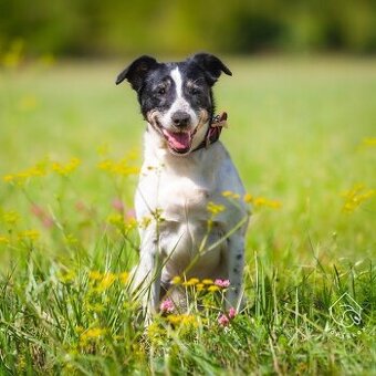 Kříženka typu teriéra